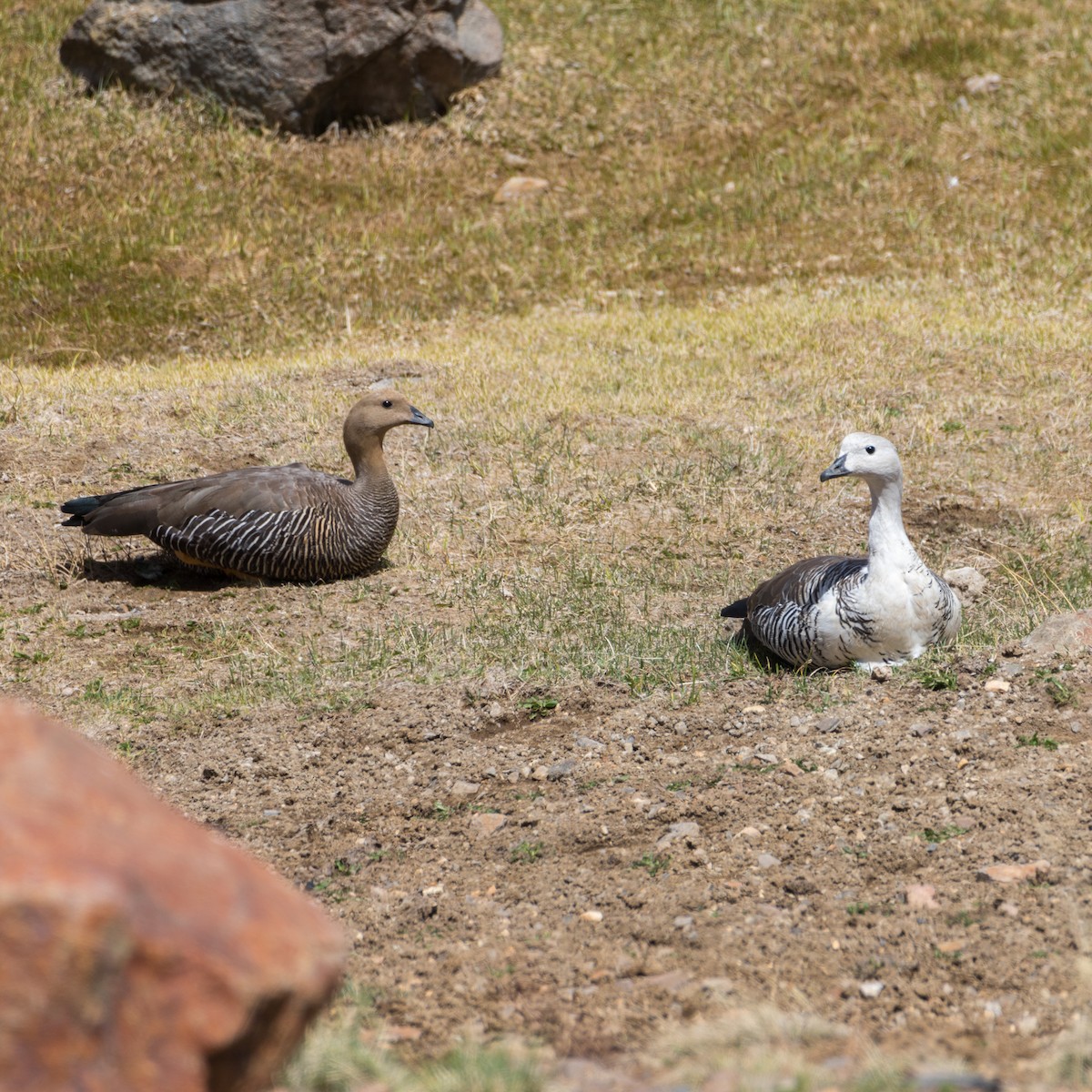 Upland Goose - ML501900611