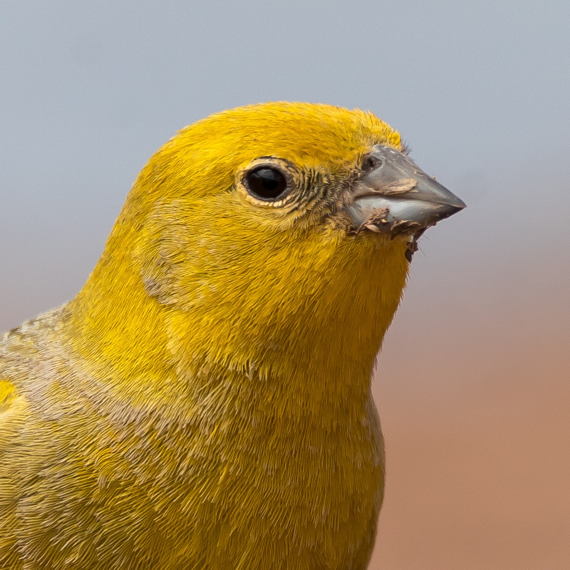 Greater Yellow-Finch - Juan Luis Zúñiga Azócar