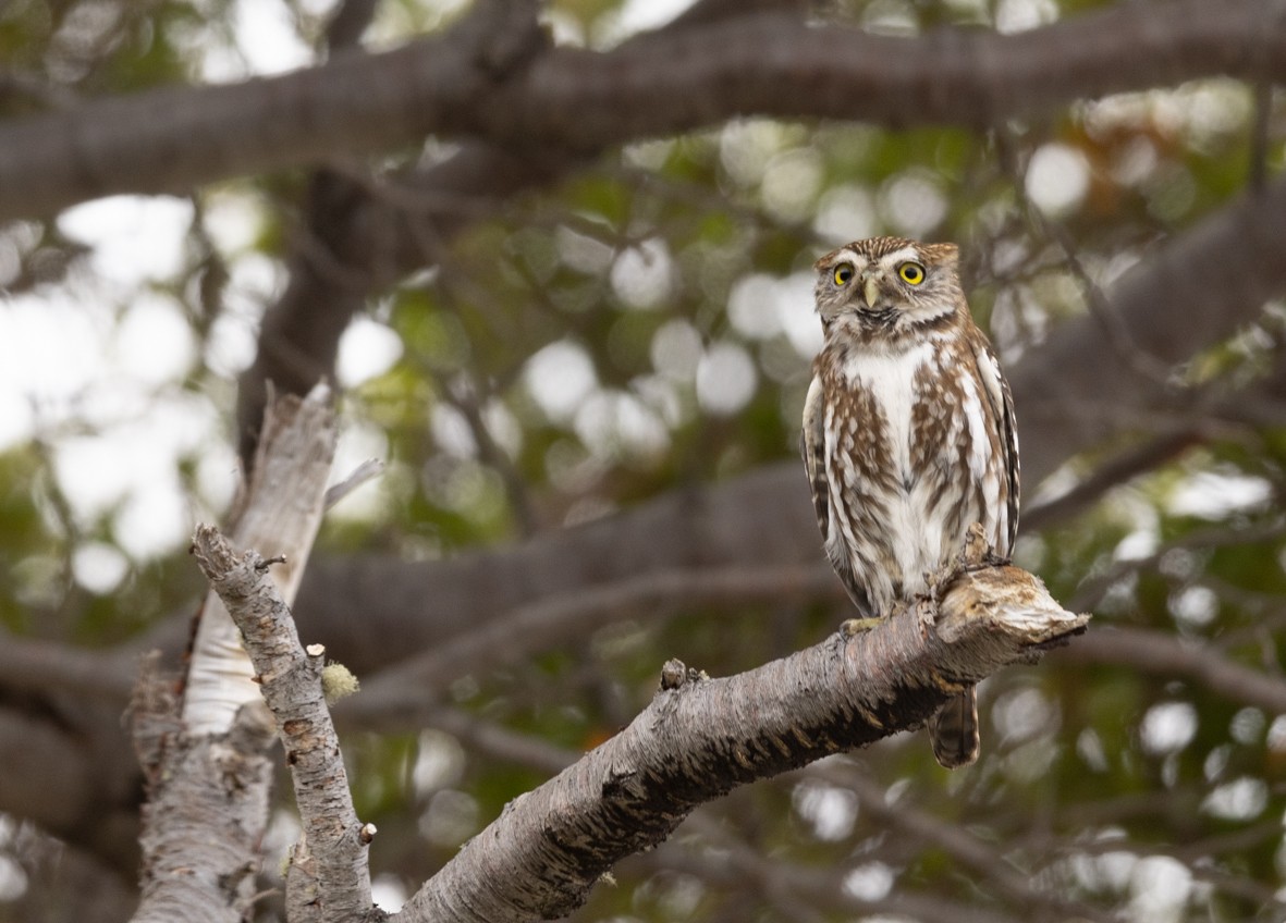Austral Pygmy-Owl - ML501901201