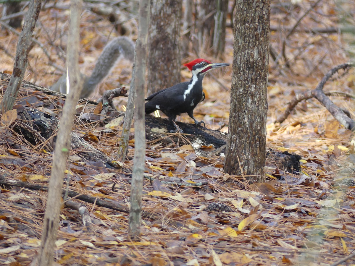 Pileated Woodpecker - ML501901351