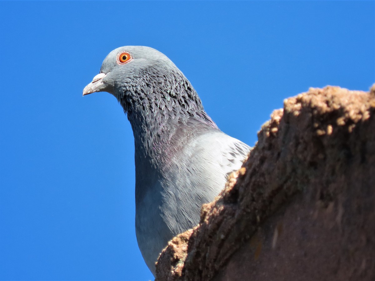 Rock Pigeon (Feral Pigeon) - ML501902621