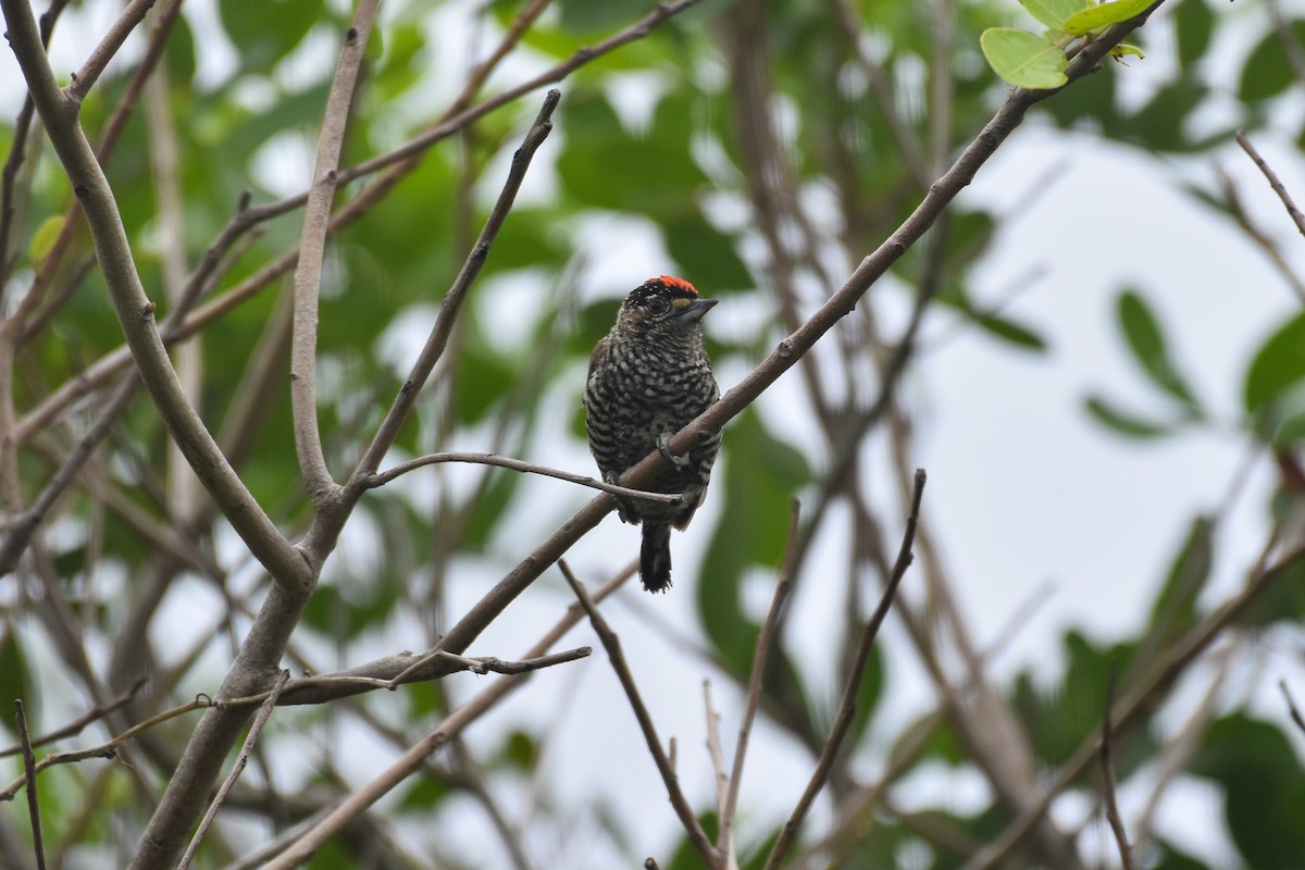 White-barred Piculet - ML501902681