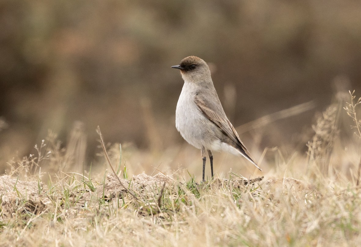 Dark-faced Ground-Tyrant - ML501903921