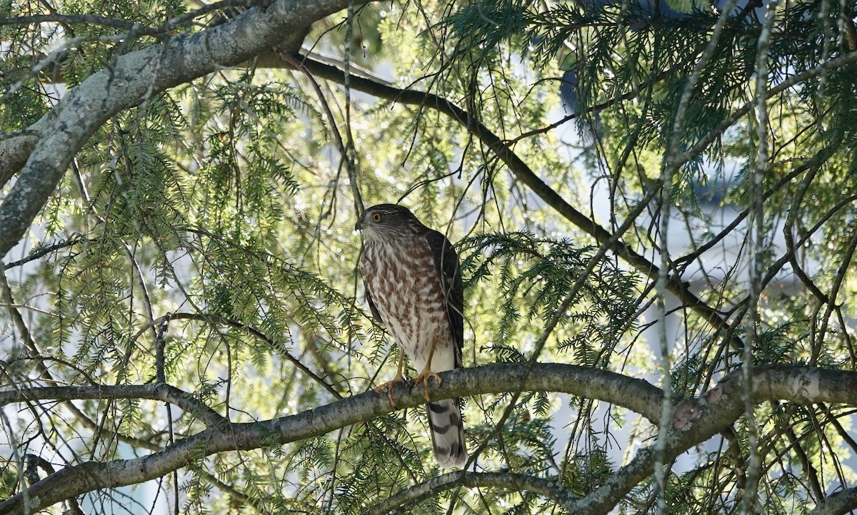 Sharp-shinned Hawk - ML501904001