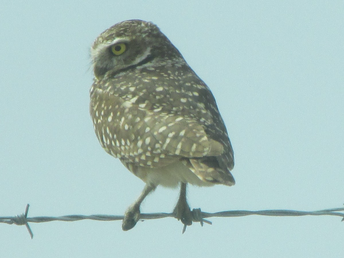 Burrowing Owl - Yonghee Lee