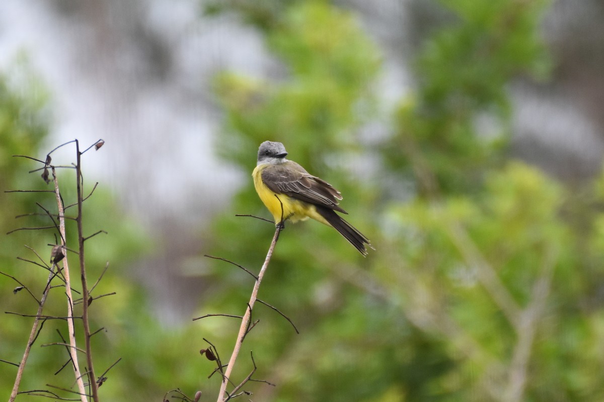 Tropical Kingbird - ML501907361