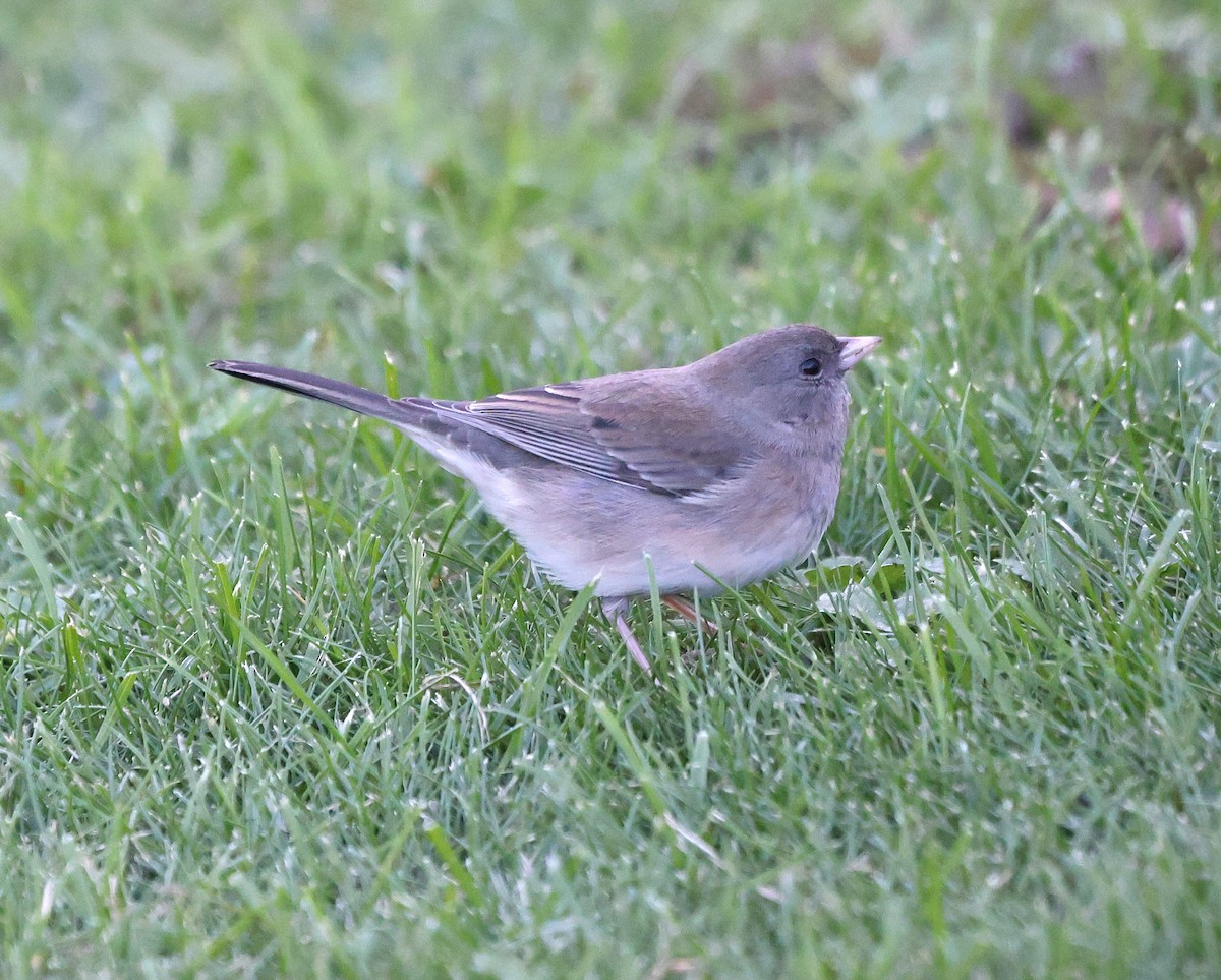 Dark-eyed Junco - ML501908351