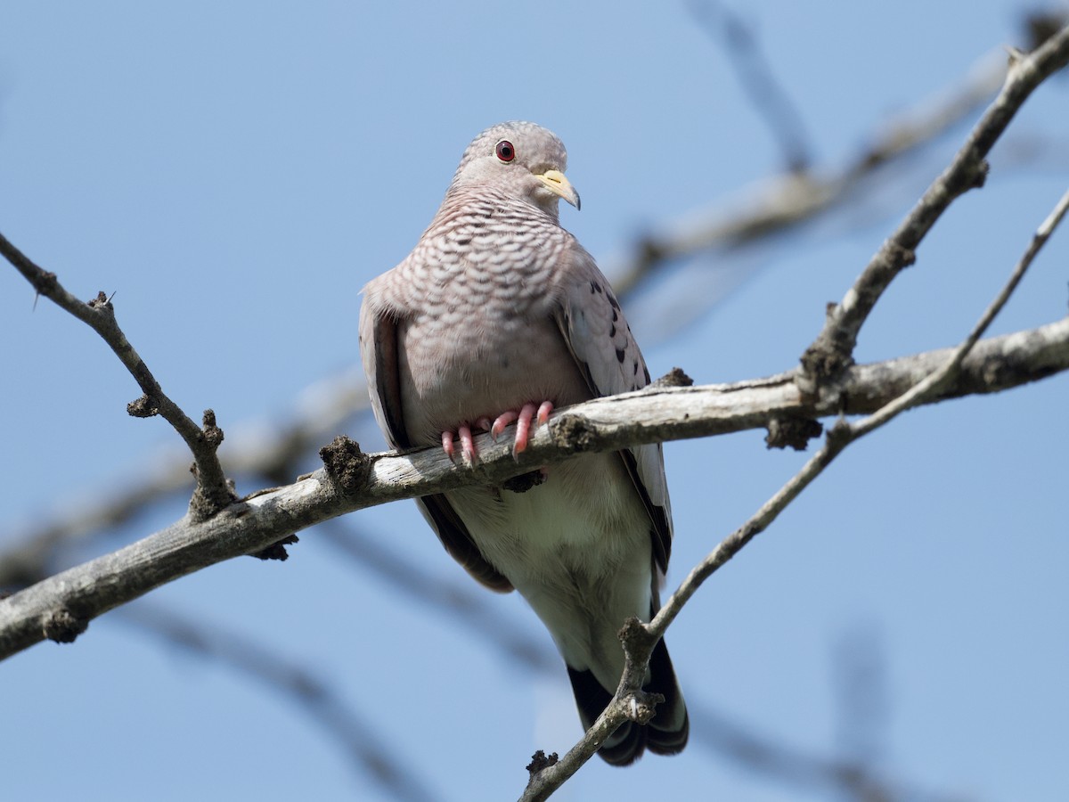 Common Ground Dove - Michael Tromp