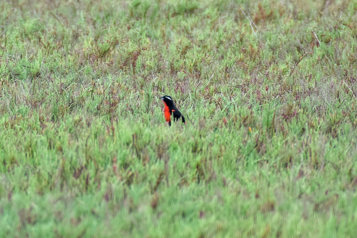 White-browed Meadowlark - ML501909271