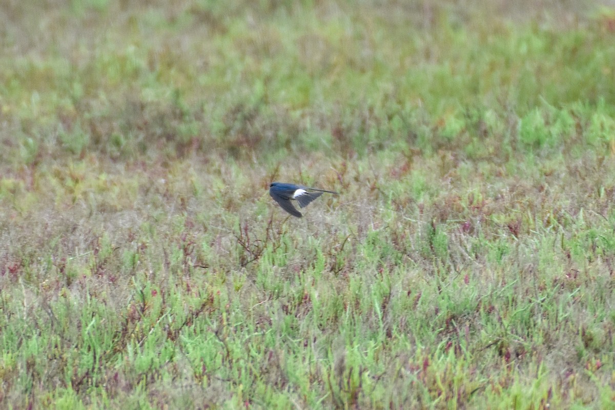 White-rumped Swallow - ML501910391