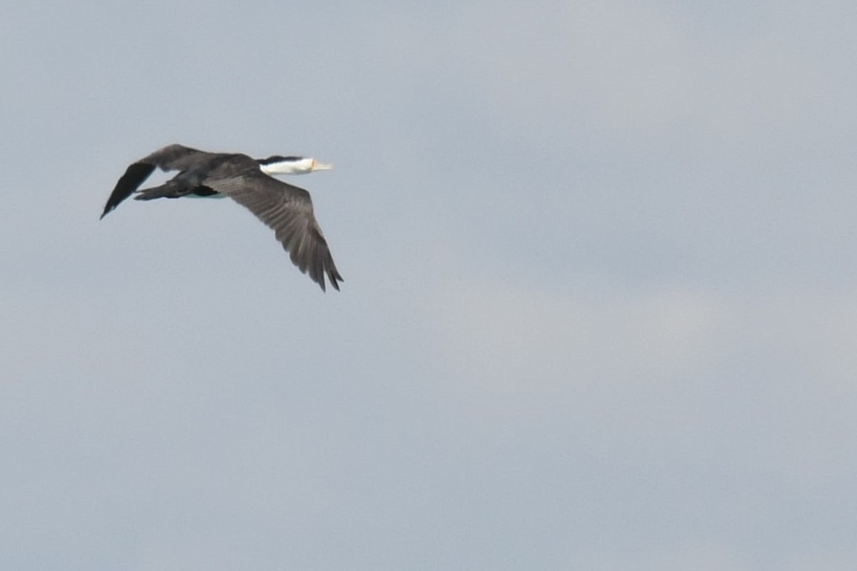 Pied Cormorant - Chris Munson