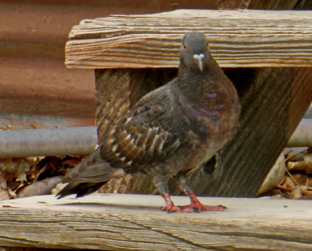 Rock Pigeon (Feral Pigeon) - ML501912201