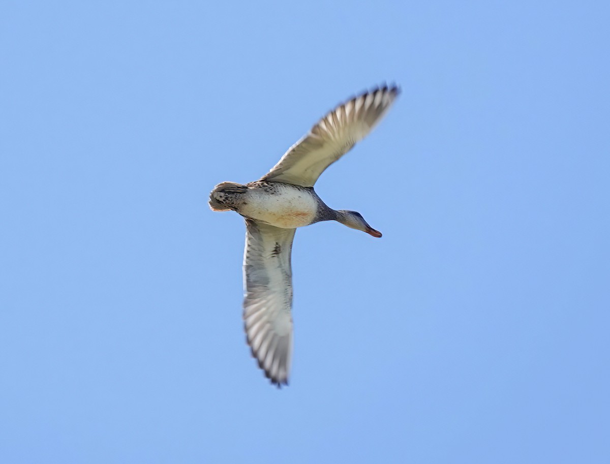 Gadwall - ML501912321