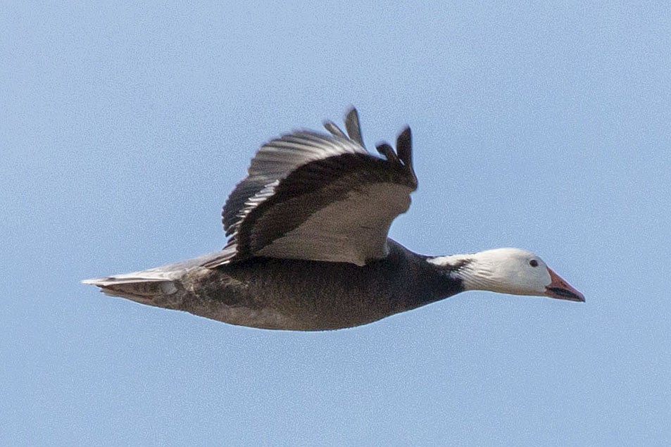 Snow Goose - ML50191271