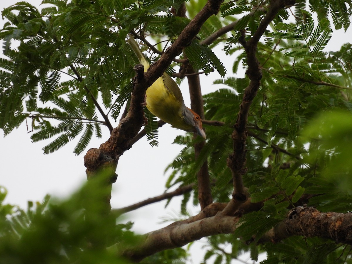 Rufous-browed Peppershrike - ML501912761