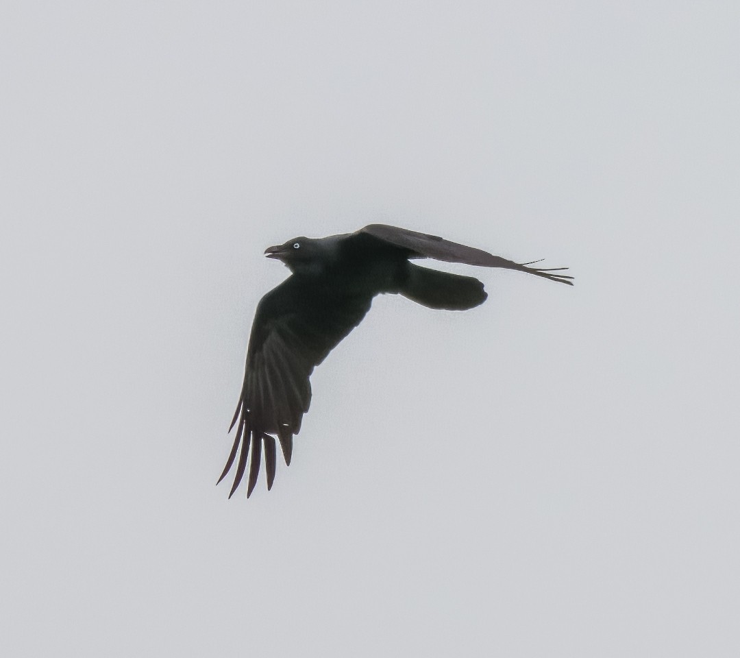 Torresian Crow - ML501912861