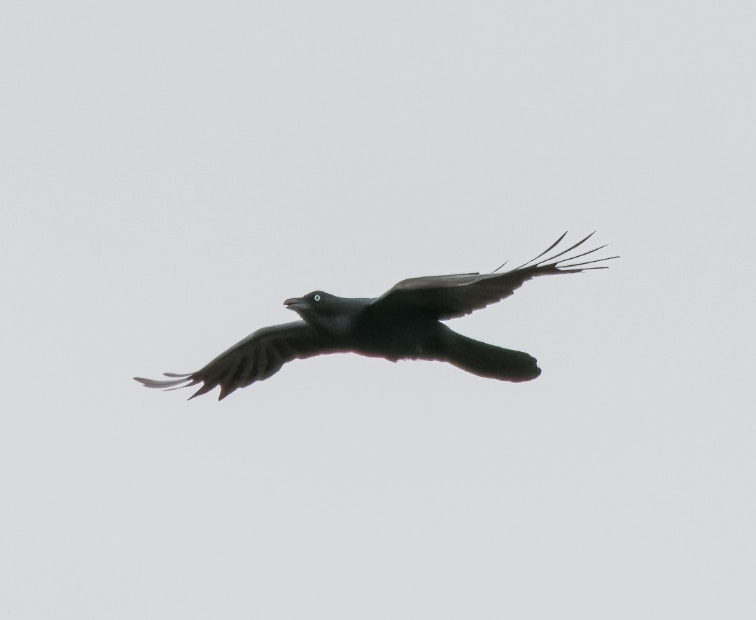 Torresian Crow - ML501912871