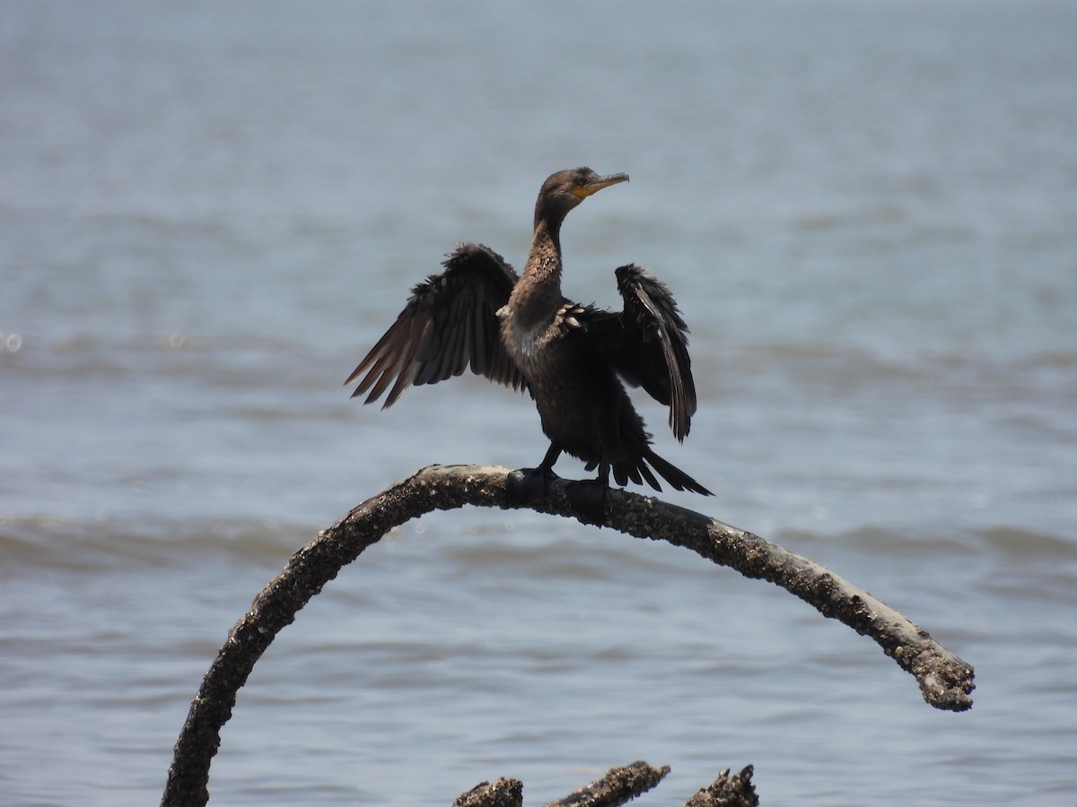 Neotropic Cormorant - ML501913461