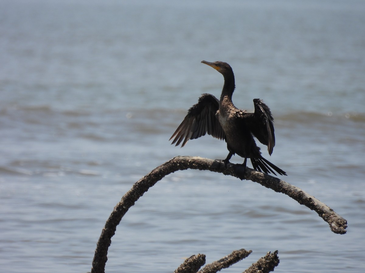 Neotropic Cormorant - ML501913501