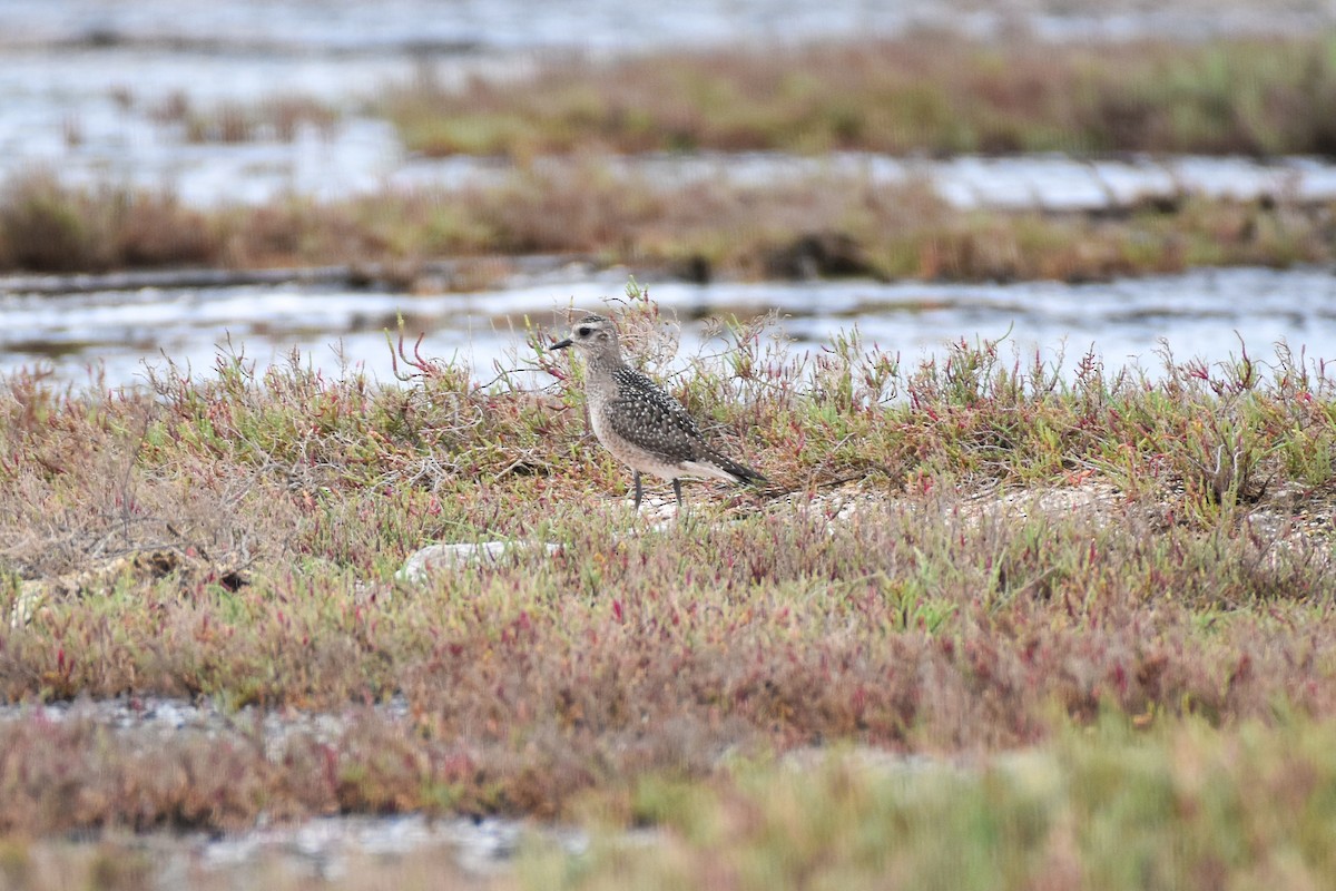 Black-bellied Plover - ML501914011