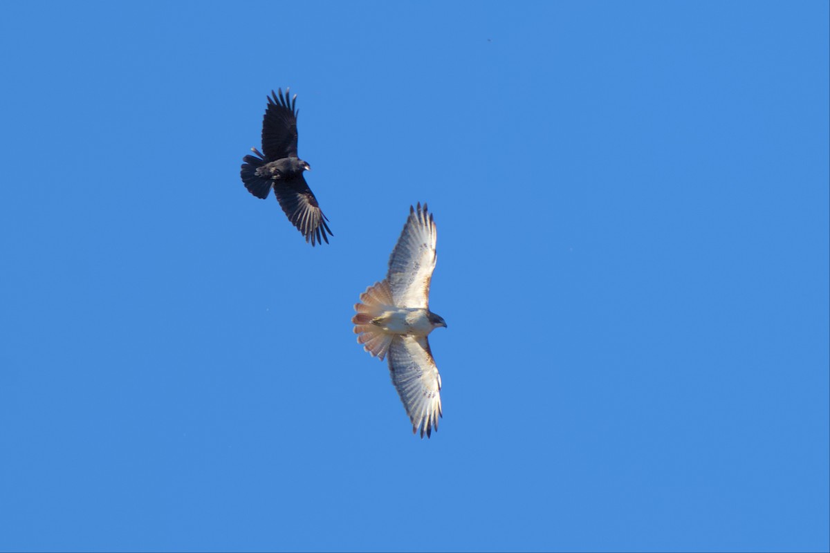 Red-tailed Hawk - ML501914831