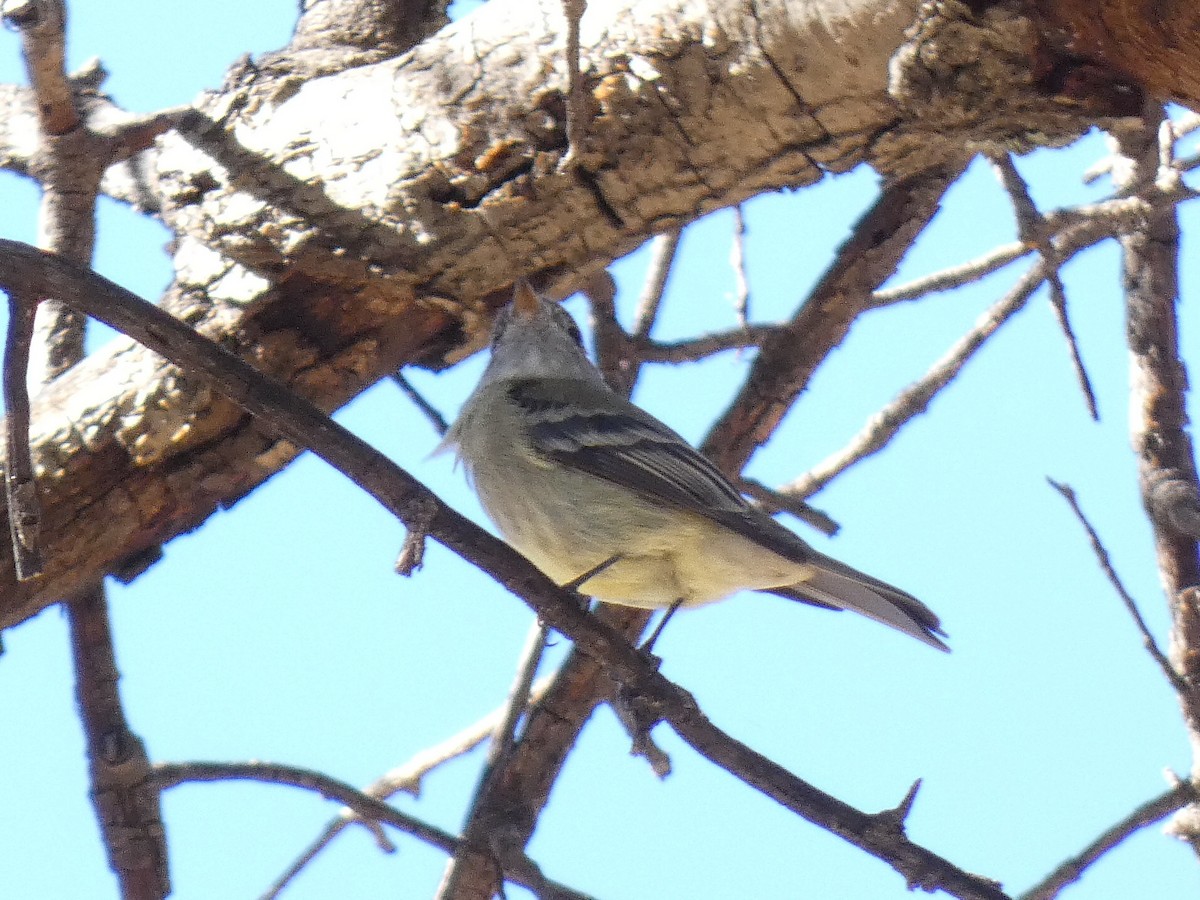 Hammond's Flycatcher - ML501915141