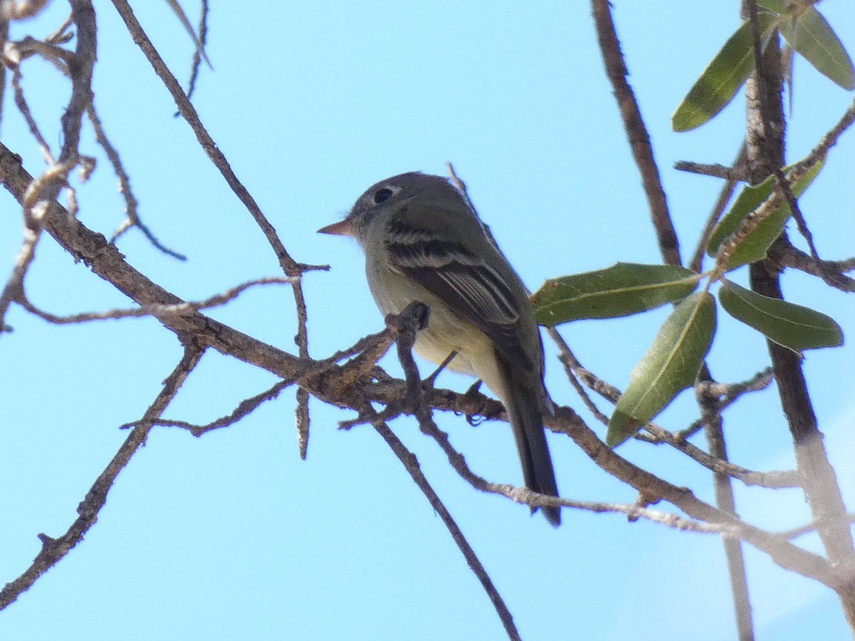 Hammond's Flycatcher - ML501915151