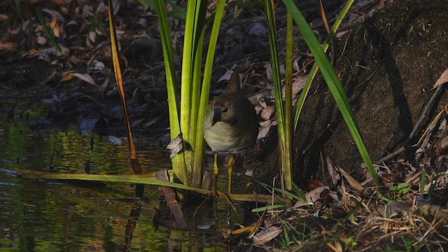 Purple Gallinule - ML501915561