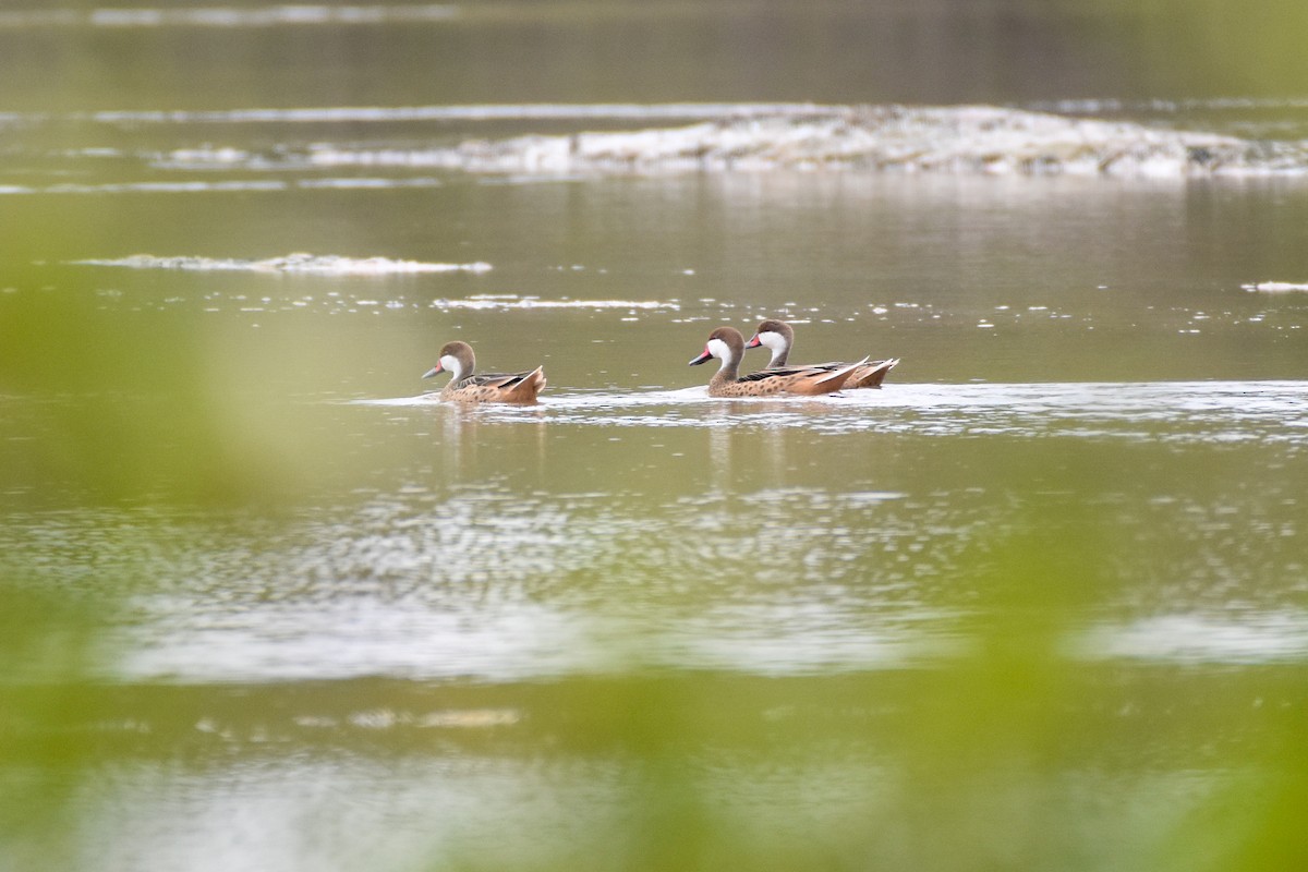 White-cheeked Pintail - ML501915911