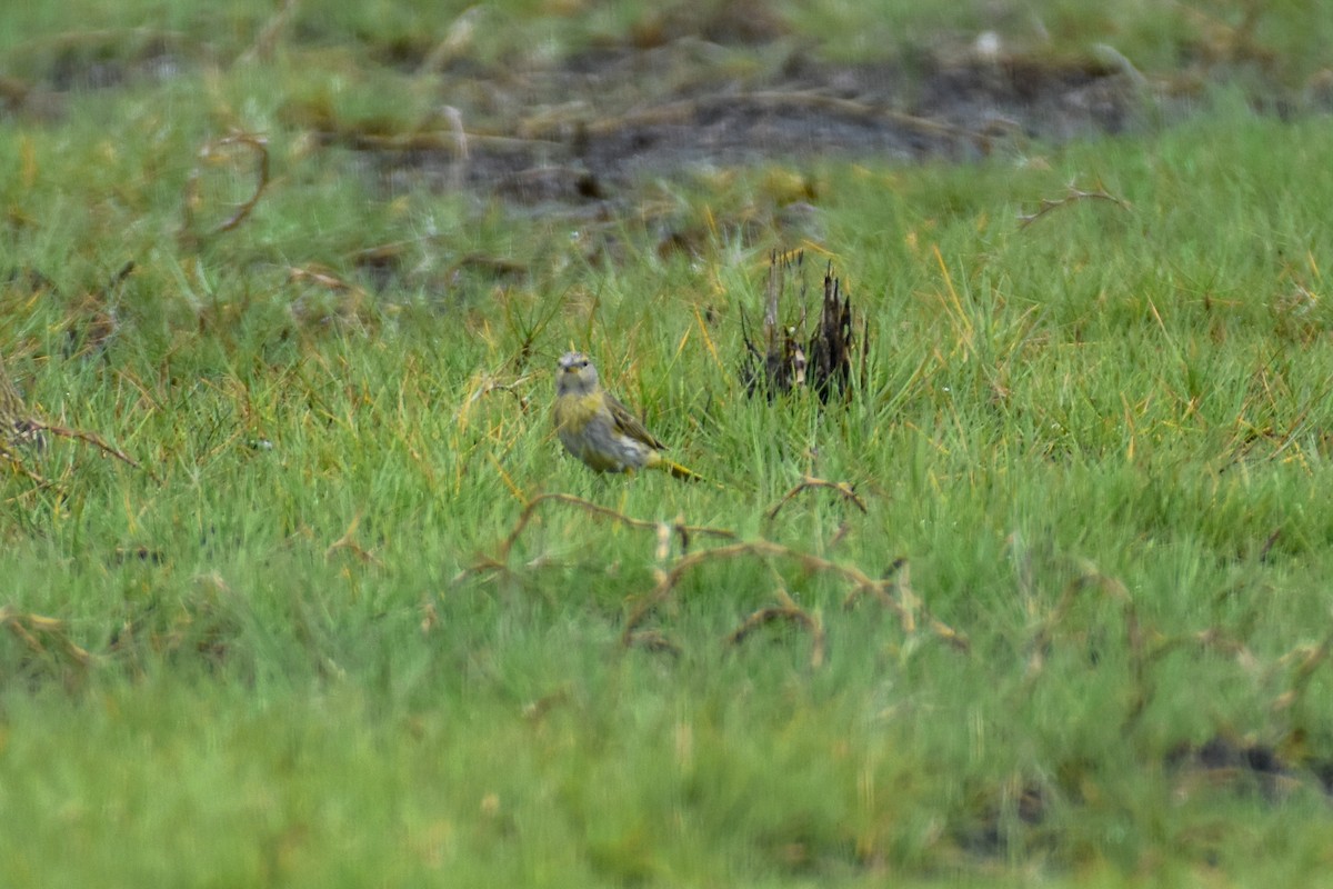 Saffron Finch - ML501916421