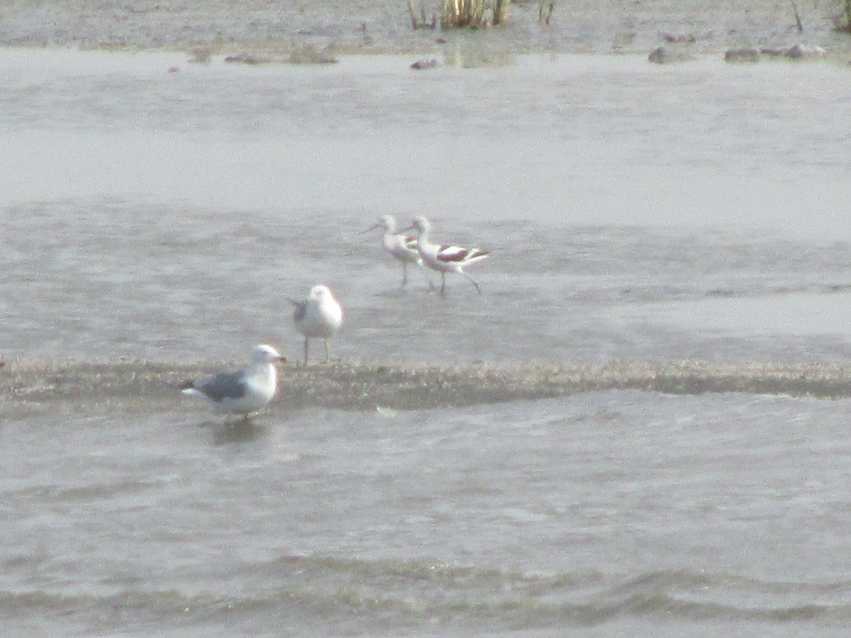 American Avocet - Yonghee Lee