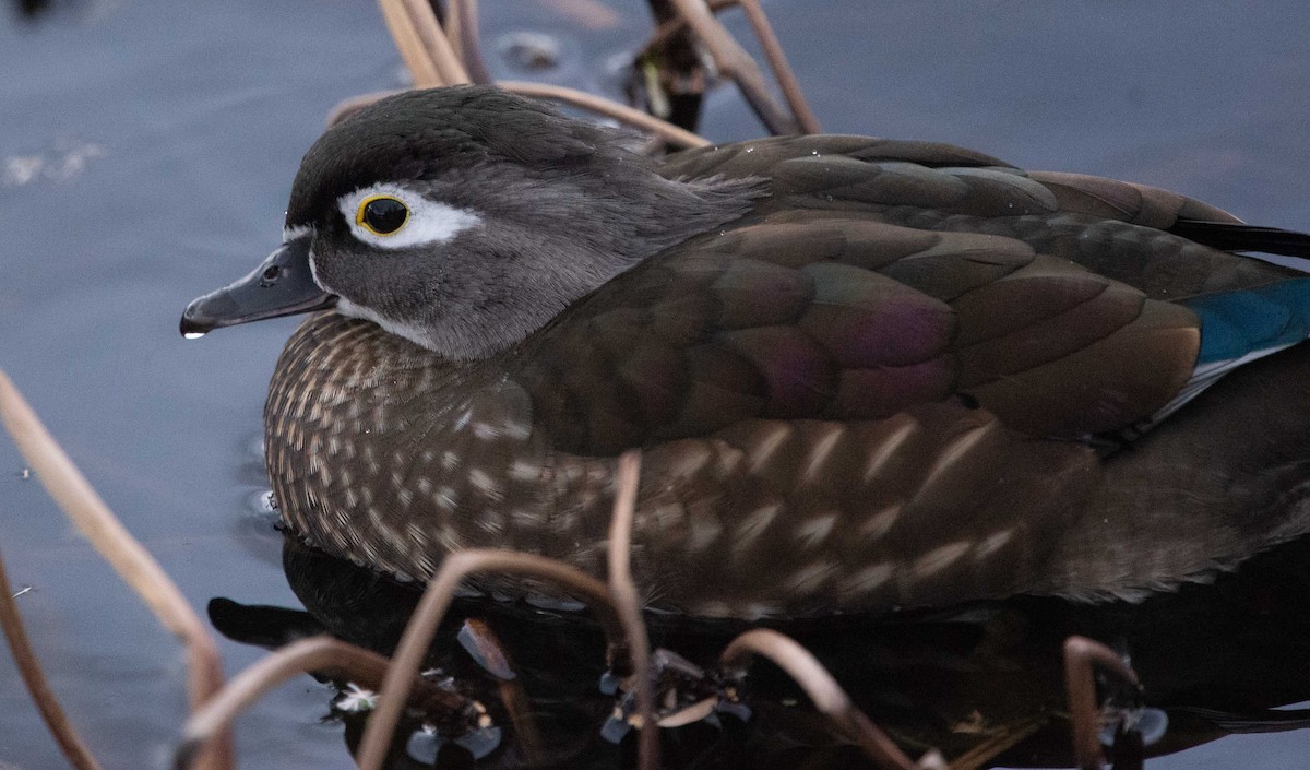 kachnička karolínská - ML501918471