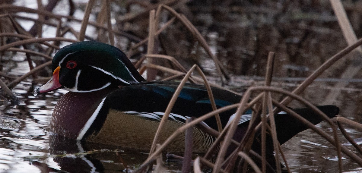 kachnička karolínská - ML501919131