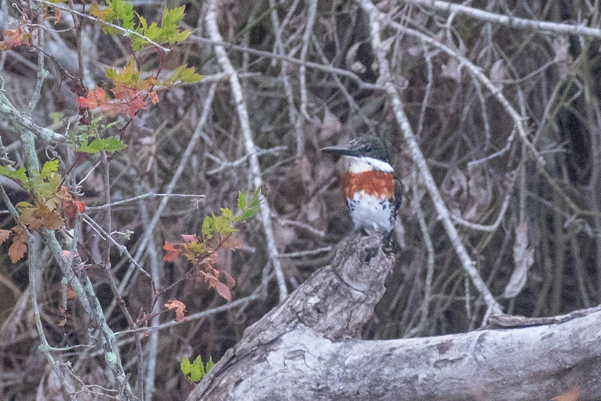 Green Kingfisher - ML501919181