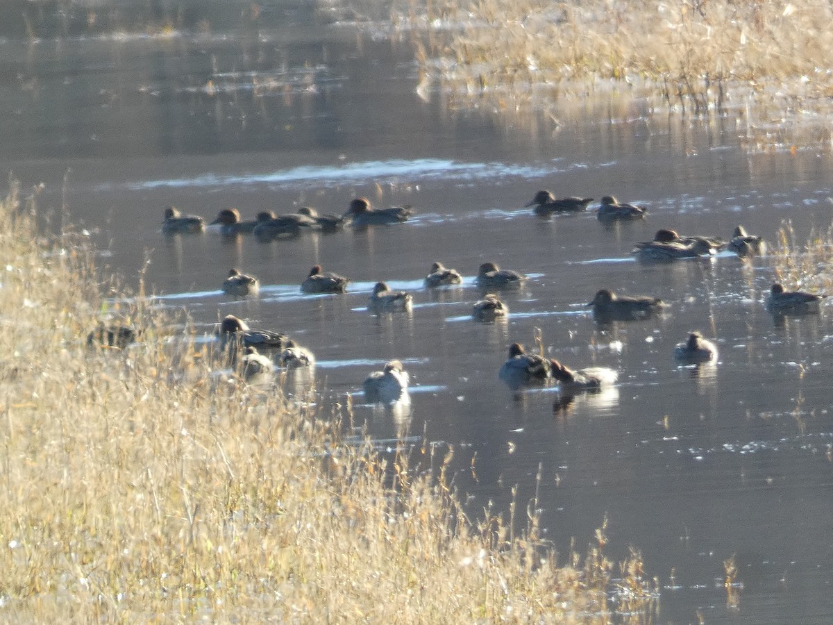 Green-winged Teal - ML501919661