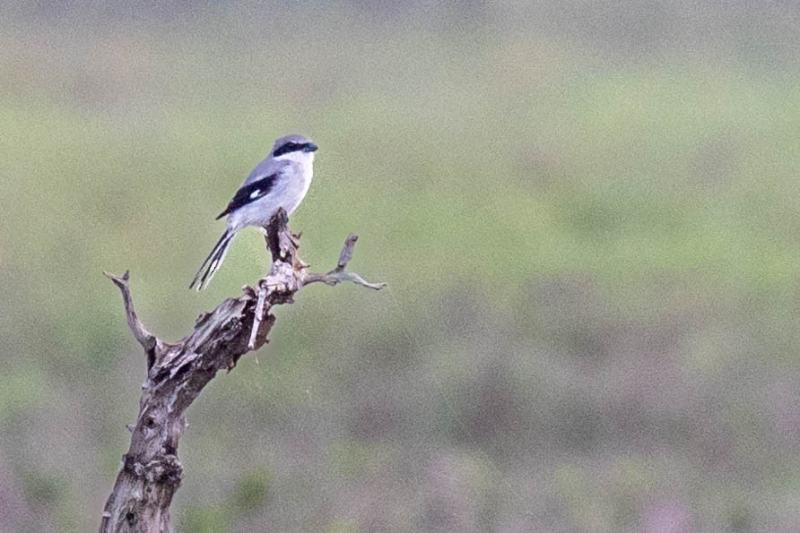 Loggerhead Shrike - ML501919861