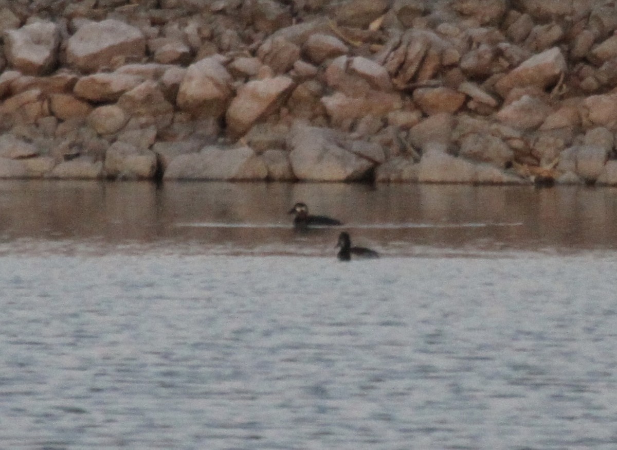 Surf Scoter - Sam Manning