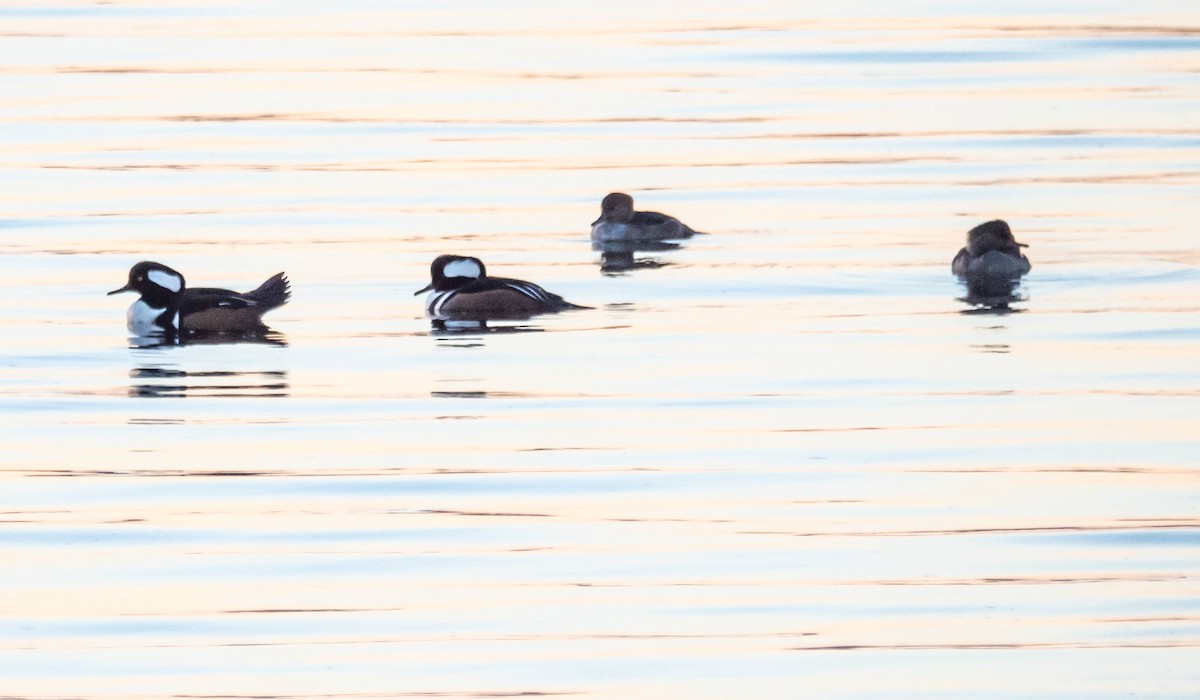 Hooded Merganser - ML501920681