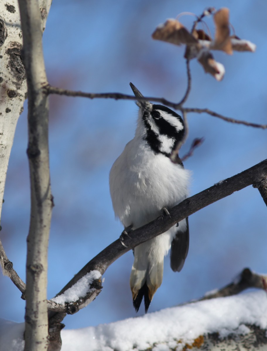 Hairy Woodpecker - ML501921761