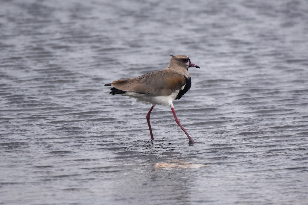 Southern Lapwing - ML501922001