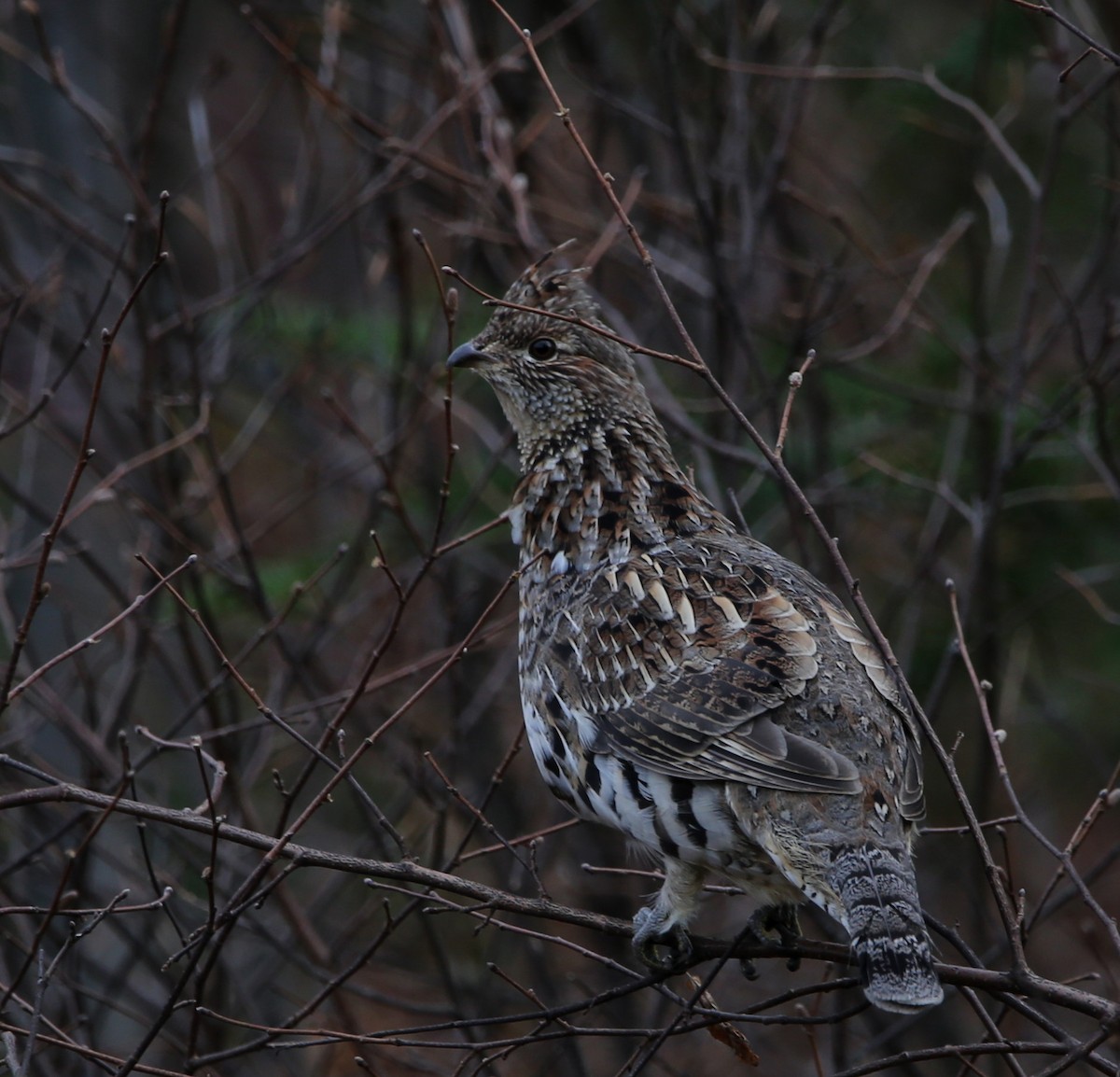 Ruffed Grouse - ML501924441