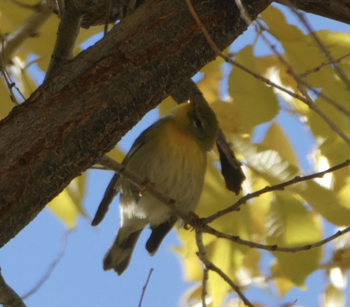 Northern Parula - ML501925481