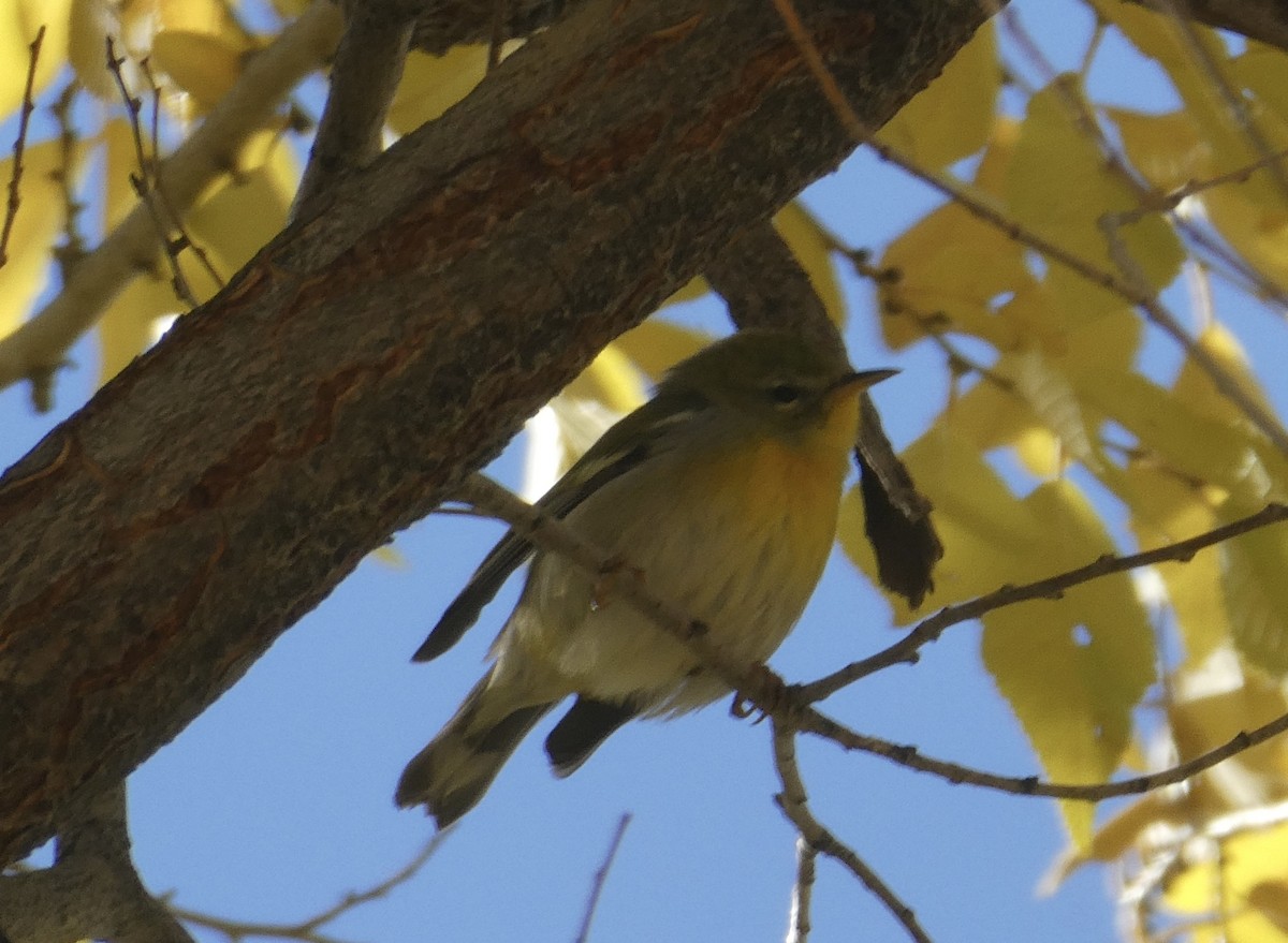 Northern Parula - ML501925491