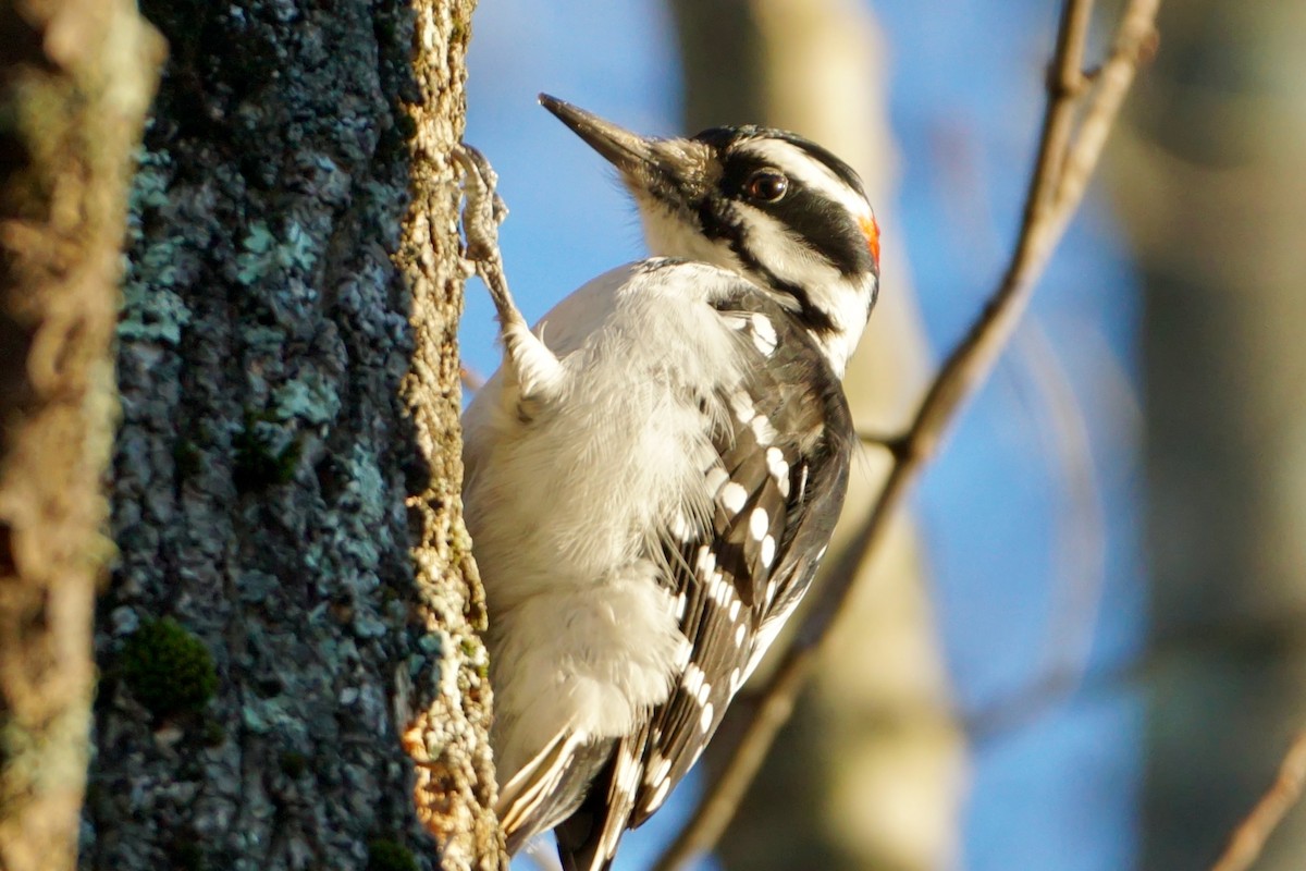 Hairy Woodpecker - ML501926521