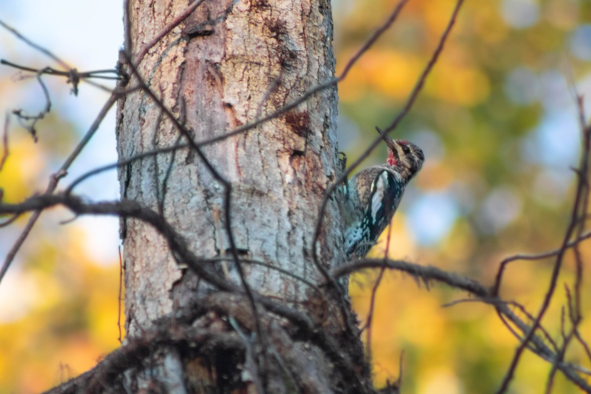 Yellow-bellied Sapsucker - Isaac Morris