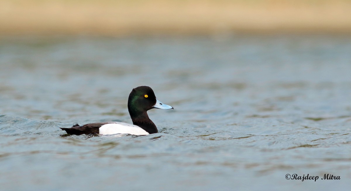 Greater Scaup - Anonymous