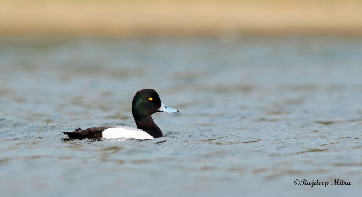Greater Scaup - ML50192731