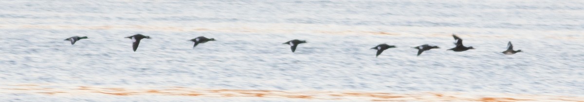 White-winged Scoter - ML501928471