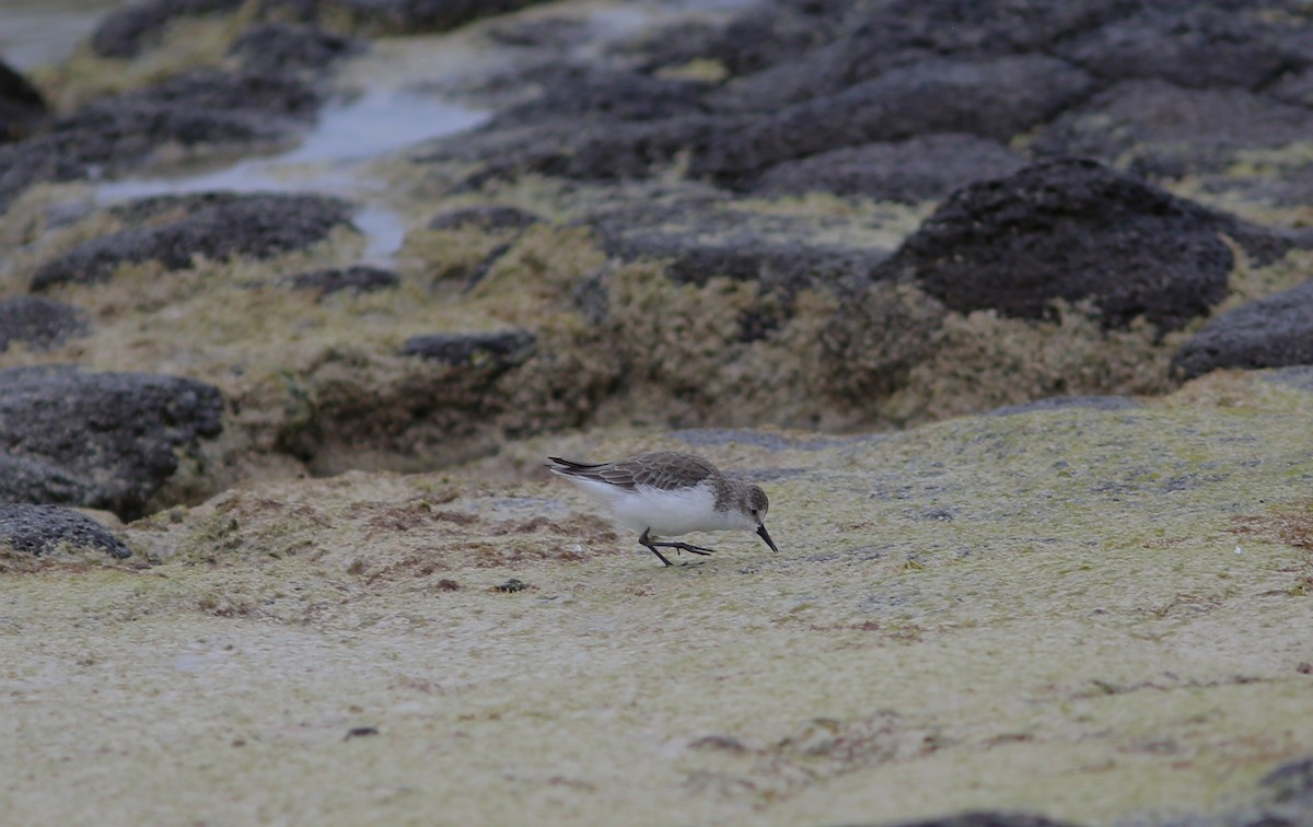 Semipalmated Sandpiper - ML501929631