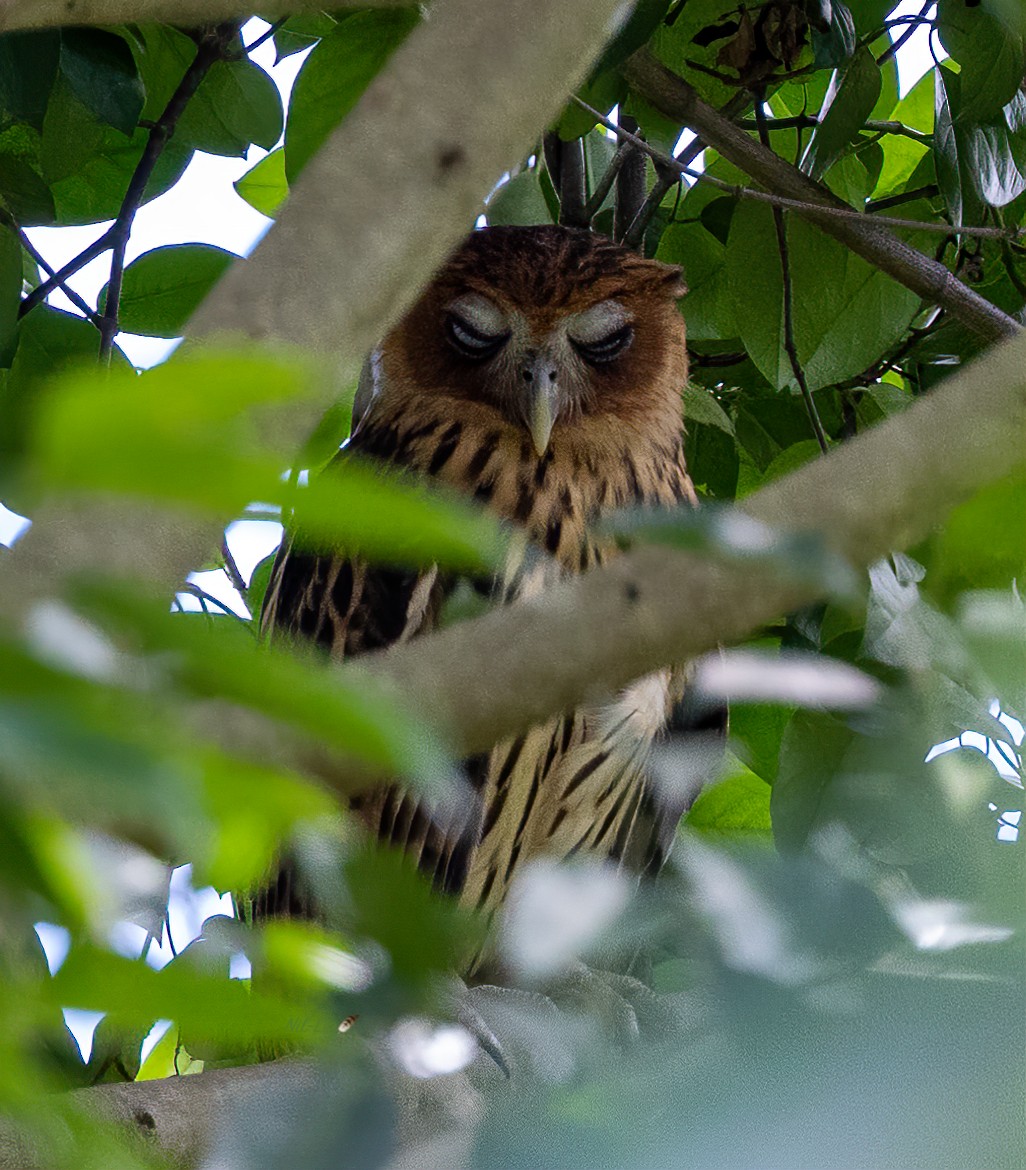 Philippine Eagle-Owl - ML501931311